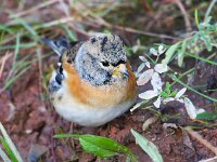 Fringilla montifringilla 19, Keep, Saxifraga-Bart Vastenhouw
