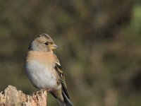 Fringilla montifringilla 23, Keep, adult, female, Saxifraga-Theo Verstrael