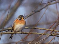 Fringilla montifringilla 3, Keep, Saxifraga-Arie de Knijff