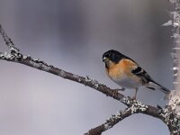 Fringilla montifringilla 4, Keep, Saxifraga-Arie de Knijff