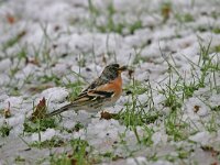 Fringilla montifringilla 6, Keep, Saxifraga-Jan Nijendijk