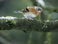 Fringilla montifringilla 70, Keep, adult, male, Saxifraga-Theo Verstrael