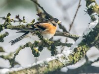 Fringilla montifringilla 78, Keep, adult, male, Saxifraga-Theo Verstrael