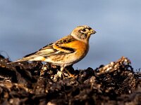 Fringilla montifringilla 85, Keep, Saxifraga-Bart Vastenhouw