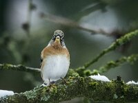 Fringilla montifringilla 96, Keep, adult, male, Saxifraga-Theo Verstrael