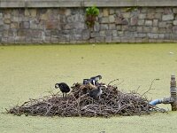Fulica atra 104, Meerkoet, Saxifraga-Tom Heijnen