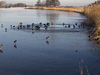 Ice hole with Coots (Fulica atra)  Ice hole with Coots (Fulica atra) : ice, hole, coot, coots, Fulica atra, winter, wintertime, bird, waterbird, many, fauna, wildlife, avifauna, nature, natural reed, water