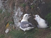 Fulmarus glacialis 11, Noordse stormvogel, Saxifraga-Luc Hoogenstein : Engeland, England, Farne Isles, sea bird, sea birds, vogel, zeevogel, zeevogels