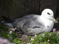 Fulmarus glacialis 26, Noordse stormvogel, Saxifraga-Kees van Berkel : Handa Island, Noordse Stormvogel