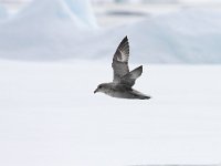 Fulmarus glacialis 35, Noordse stormvogel, Saxifraga-Bart Vastenhouw