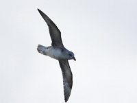 Fulmarus glacialis 40, Noordse stormvogel, Saxifraga-Bart Vastenhouw