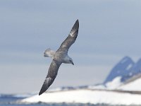 Fulmarus glacialis 43, Noordse stormvogel, Saxifraga-Bart Vastenhouw