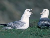 Fulmarus glacialis 5, Noordse stormvogel, display, Saxifraga-Piet Munsterman