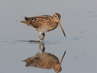 Gallinago gallinago, Common Snipe