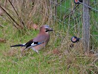 Garrulus glandarius 138, Gaai, Saxifraga-Tom Heijnen