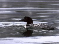 Gavia immer, Great Northern Diver