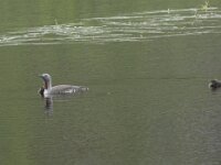 Gavia stellata 38, Roodkeelduiker, Saxifraga-Willem van Kruijsbergen