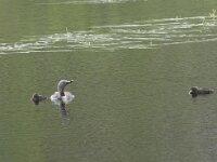 Gavia stellata 40, Roodkeelduiker, Saxifraga-Willem van Kruijsbergen