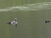 Gavia stellata 41, Roodkeelduiker, Saxifraga-Willem van Kruijsbergen