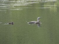Gavia stellata 43, Roodkeelduiker, Saxifraga-Willem van Kruijsbergen