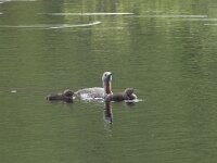 Gavia stellata 47, Roodkeelduiker, Saxifraga-Willem van Kruijsbergen