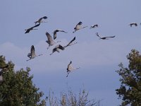 Grus grus 100, Kraanvogel, Saxifraga-Jan Nijendijk