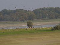 Grus grus 39, Kraanvogel, Saxifraga-Jan Nijendijk