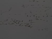 Grus grus 43, Kraanvogel, Saxifraga-Jan Nijendijk