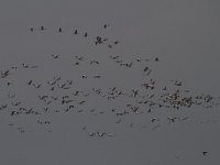 Grus grus 44, Kraanvogel, Saxifraga-Jan Nijendijk