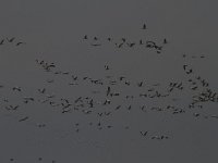 Grus grus 45, Kraanvogel, Saxifraga-Jan Nijendijk