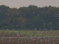Grus grus 47, Kraanvogel, Saxifraga-Jan Nijendijk