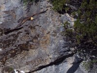 Gypaetus barbatus 17, Lammergier, Saxifraga-Martin Mollet