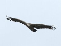 Gyps fulvus 157, Vale gier, Saxifraga-Willem van Kruijsbergen