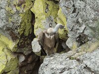 Gyps fulvus 166, Vale gier, Saxifraga-Willem van Kruijsbergen