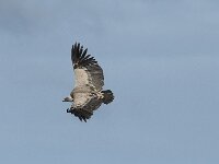 Gyps fulvus 180, Vale gier, Saxifraga-Willem van Kruijsbergen