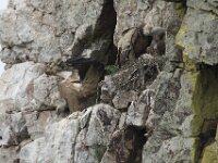Gyps fulvus 208, Vale gier, Saxifraga-Willem van Kruijsbergen