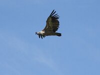 Gyps fulvus 213, Vale gier, Saxifraga-Willem van Kruijsbergen