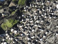 Haematopus ostralegus 118, Scholekster, adult, Saxifraga-Theo Verstrael