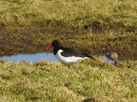 Haematopus ostralegus 124, Scholekster, Saxifraga-Jan Nijendijk