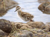 Haematopus ostralegus 126, Scholekster, Saxifraga-Jan Nijendijk