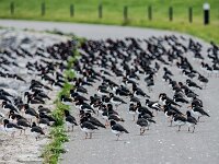 Haematopus ostralegus 87, Scholekster, adult, Saxifraga-Theo Verstrael