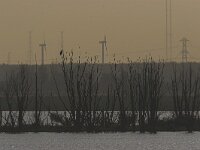 Haliaeetus albicilla 18, Zeearend, Saxifraga-Luc Hoogenstein