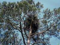 Haliaeetus albicilla 20, Zeearend, Saxifraga-Ad Wittgen