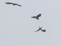 Haliaeetus albicilla 22, Zeearend, Saxifraga-Martin Mollet