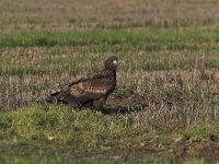 Haliaeetus albicilla 24, Zeearend, Saxifraga-Martin Mollet