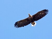 Haliaeetus albicilla 27, male, Zeearend, Saxifraga-Hans Dekker