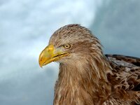 Haliaeetus albicilla 6, Zeearend, Saxifraga-Piet Munsterman