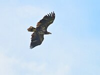 Haliaeetus albicilla 95, Zeearend, Saxifraga-Tom Heijnen