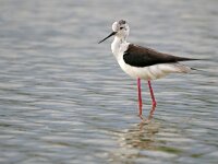 Himaletopus himaletopus 107, Steltkluut, Saxifraga-Tom Heijnen