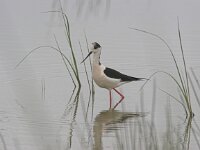 Himaletopus himaletopus 18, Steltkluut, Saxifraga-Luc Hoogenstein